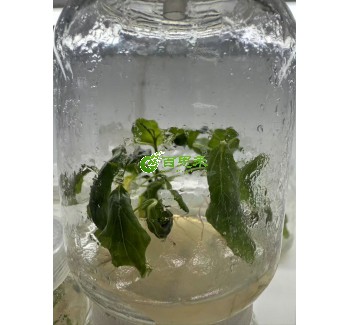 意214杨树组培苗