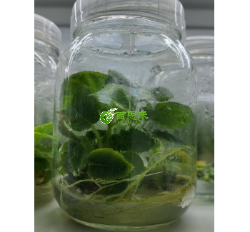 红阳猕猴桃组培苗