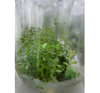 各个品种蓝莓组培苗