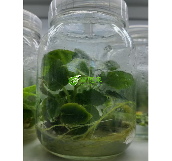 红阳猕猴桃组培苗