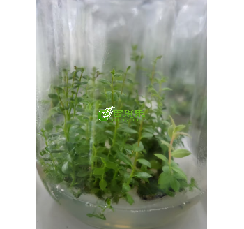 各个品种蓝莓组培苗