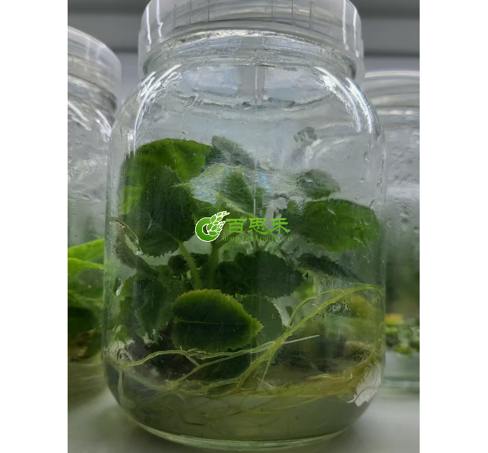 红阳猕猴桃组培苗