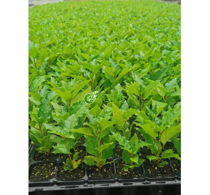 各品种矮化樱桃苗