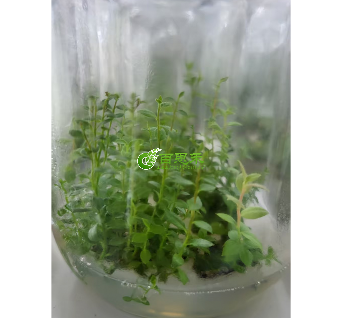 各个品种蓝莓组培苗