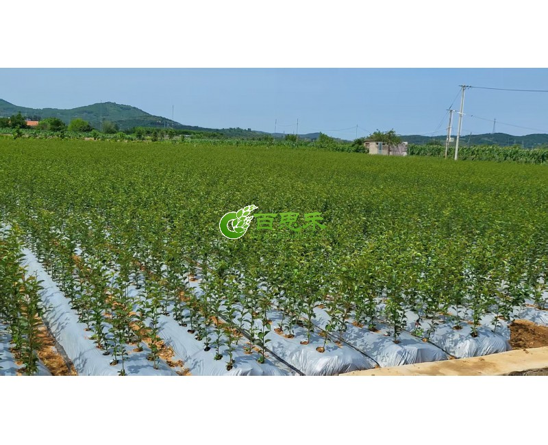 矮化樱桃种苗基地